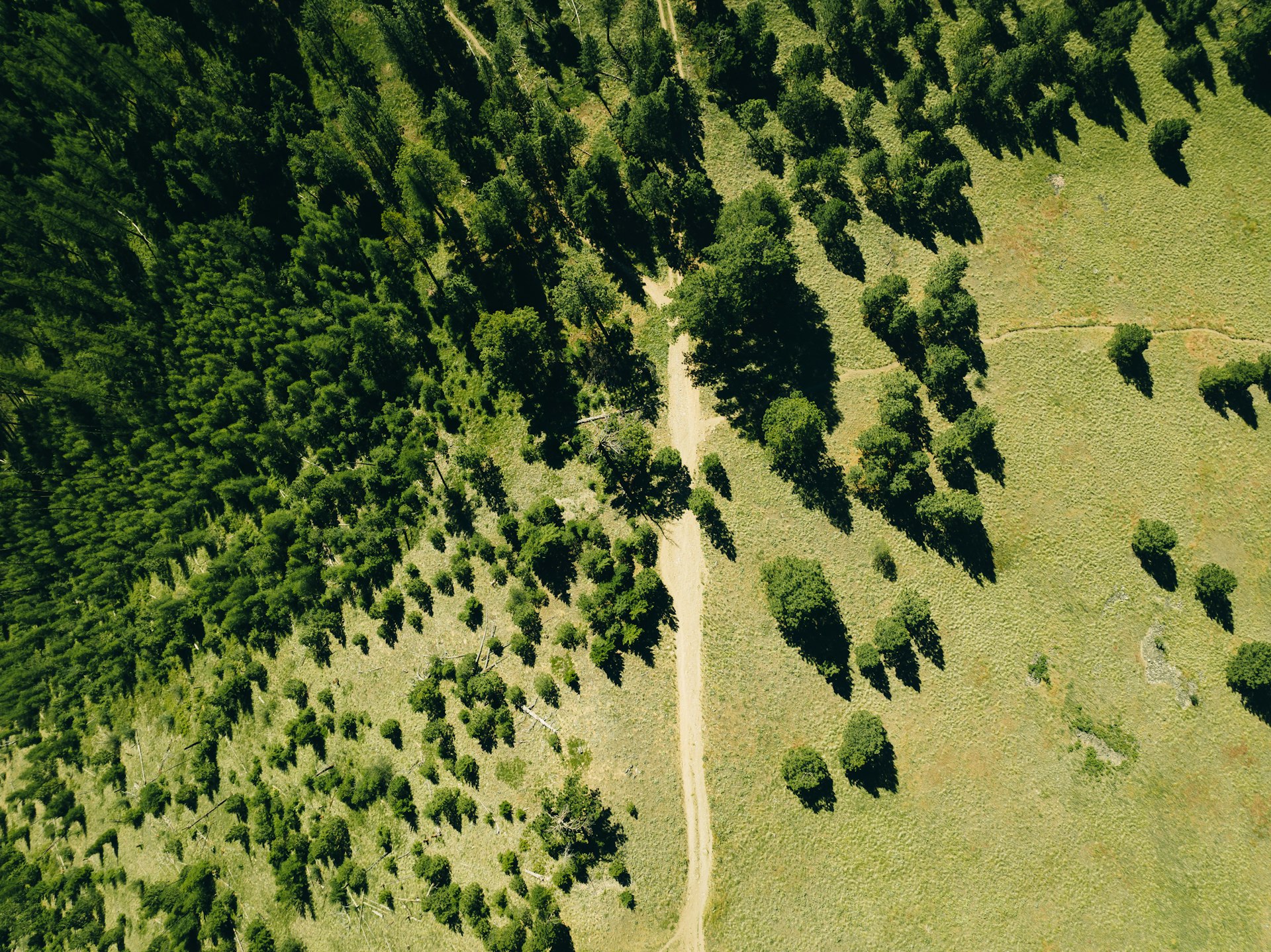 a large area of land with trees